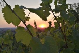 Sonnenuntergang am Sächsischen Weinwanderweg bei Dresden © AugustusTours, Sophie Bergfeld
